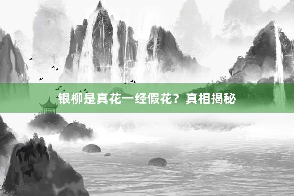 银柳是真花一经假花？真相揭秘